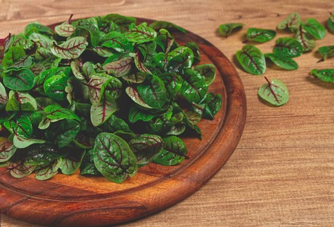 Sorrel bloody Mary, fresh baby sorrel leaves, with red veins, micro-greens, on a plate