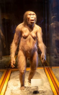 Reconstruction of Lucy a hominid who lived 3.2 million years, Australopithecus Afarensis, National