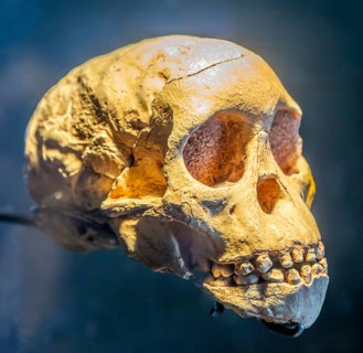 Skull of young hominid child Australopithecus Africanus, National Museum of Anthropology, Mexico