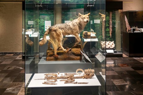 Taxidermy Mexican wolf and other creatures, archaeological site and museum of Templo Mayor, Mexico