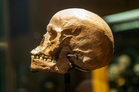 Skull of hominid Homo Sapiens archaic 200 million years old, National Museum of Anthropology,