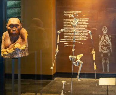 Fossil bone fragments of Lucy a hominid who lived 3.2 million years, Australopithecus Afarensis,