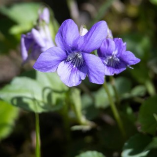 Wood Violet, Viola riviniana RCHB, flowering in the spring sunshine near East Grinstead