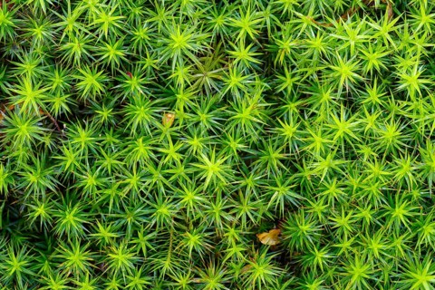 Macro shot of soft green moss