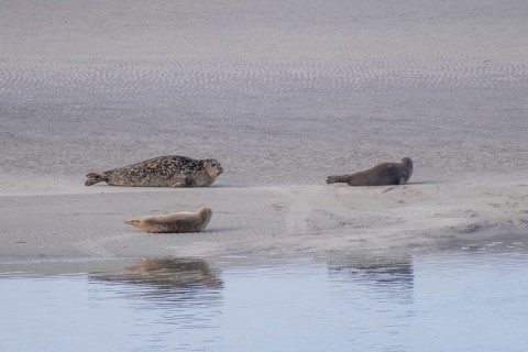 Seal family sunbathing on a sandbank