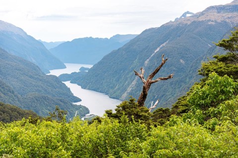 View to magnificent Doubtful Sound from a lookout, South Island of New Zealand