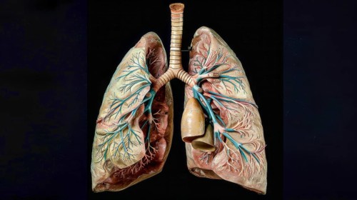 Realistic anatomical model of human lungs with visible veins and arteries on a dark background, AI