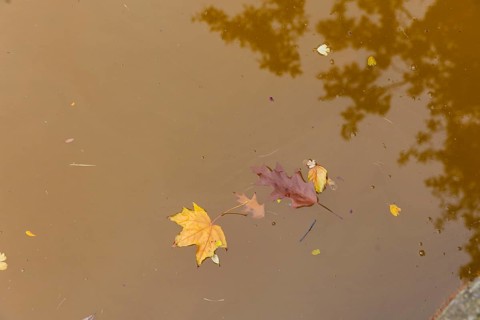 Dresden Zwingerteich, a type of algae discoloured the water brown in autumn. Dresden, Saxony,