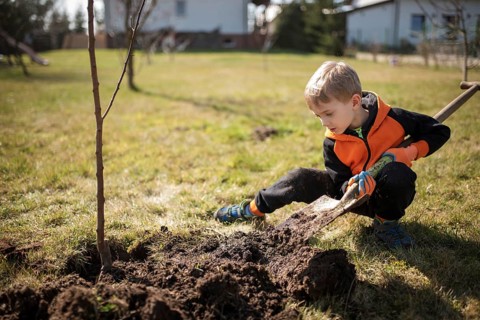 Six-year-old boy in the garden plants tree during sunny spring day.