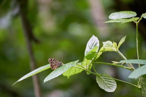 Speckled Wood (Pararge aegeria) Butterfly