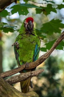 Great green military macaw Ara militaris mexicana