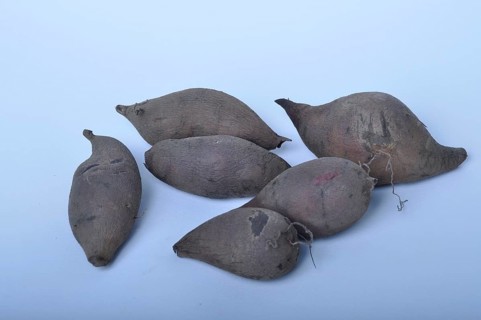 Yacon roots on a white background