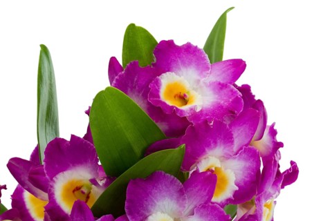 Pink dendrobium orchid flowers on a white background