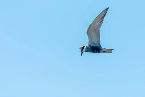 Whiskered Tern in Flight (Chlidonias hybridus)