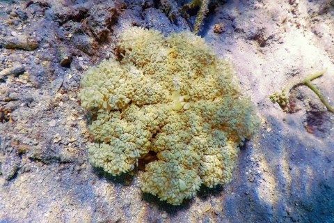 Upside Down Jellyfish (Cassiopea andromeda), Marine life