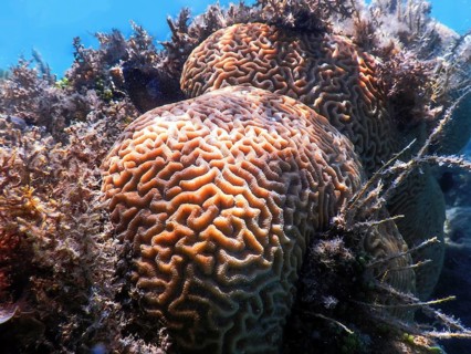 Brain coral in the bottom of the sea, Marine life
