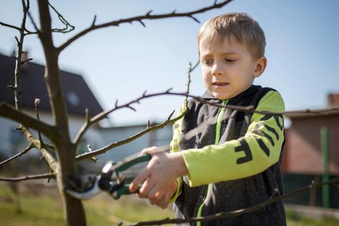 Six-year-old boy in the garden cuts branches of the tree during sunny spring day.