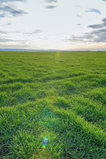 Young Wheat, Green Wheat Seedlings growing in a field