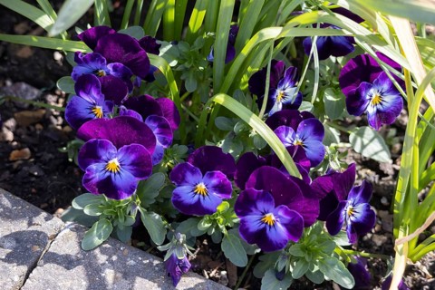 Colourful Pansies flowering in the spring sunshine