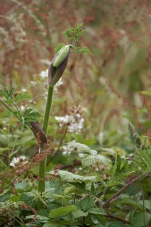 Hogweed, heracleum sphondylium, beginning to flower