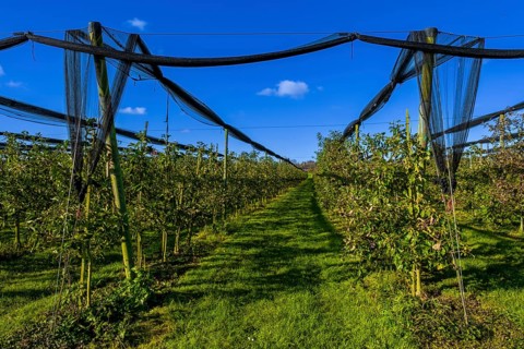 Apple trees with nets to protect against birds, Leimbach, Thurgau, Switzerland, Europe