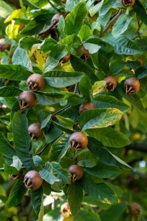 Medlar fruit Mespilus germanica on a branch
