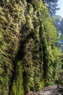Beautiful Fern Canyon at the California west coast, Redwood National Park, USA, North America