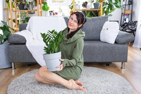 Unpretentious and popular Zamioculcas in the hands of a woman in the interior of a green house with