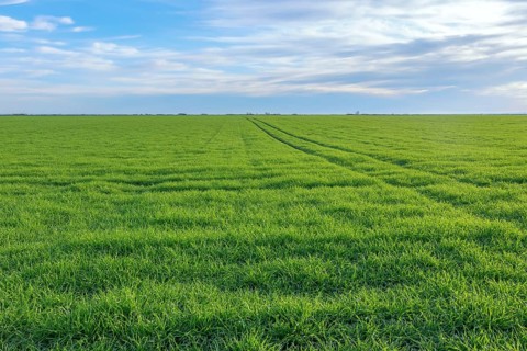 Young Wheat, Green Wheat Seedlings growing in a field
