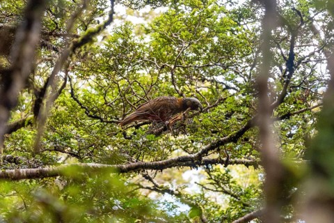 Famous Kea in its natural habitat, iconic parrot of New Zealand