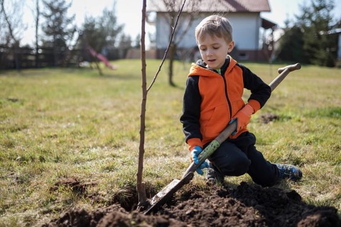 Six-year-old boy in the garden plants tree during sunny spring day.