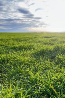 Young Wheat, Green Wheat Seedlings growing in a field