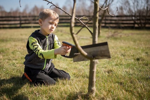 Six-year-old boy in the garden cuts branches of the tree during sunny spring day.
