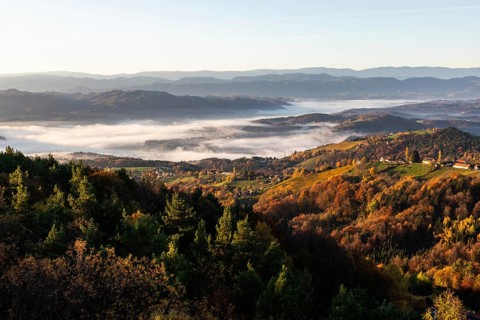 Autumn atmosphere in the morning light, fog drifts over forest with foliage colouring, vineyards
