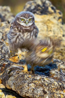 Little Owl, Athene noctua, Mediterranean Forest, Castilla y Leon, Spain, Europe