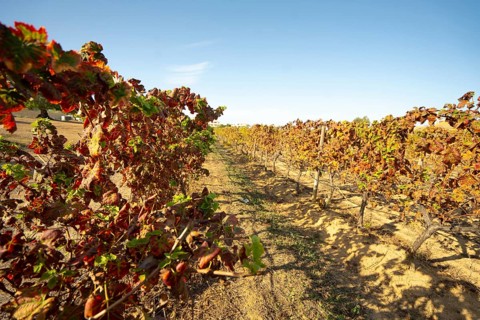 Vineyard field row in Albufeira, Portugal, Europe