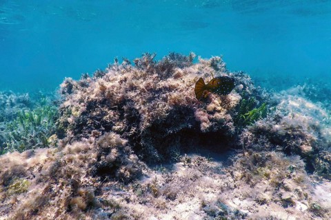 Yellow boxfish (Ostracion cubicus) Underwater, Marine life