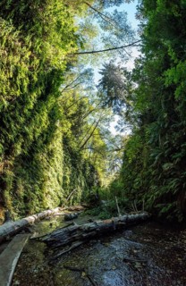 Beautiful Fern Canyon at the California west coast, Redwood National Park, USA, North America