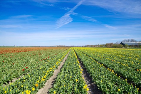 Field with blooming tulips in the netherlands