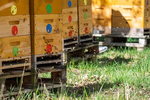 Close up of flying bees. Wooden beehive and bees