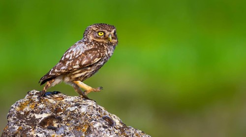 Little Owl, Athene noctua, Mediterranean Forest, Castilla y Leon, Spain, Europe