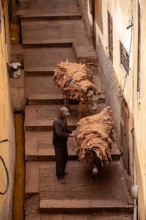 A donkeys takes dried leather from a tannery in the medina of Fes, Morocco, Africa