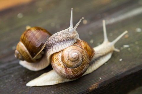 Big snails on wooden table after rain