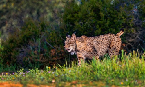 Iberian Lynx, Lynx pardinus, Mediterranean Forest, Castilla La Mancha, Spain, Europe