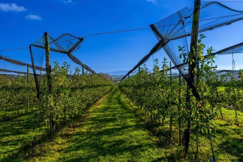 Apple trees with nets to protect against birds, Leimbach, Thurgau, Switzerland, Europe