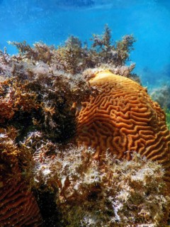 Brain coral in the bottom of the sea, Marine life