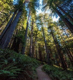 Hiking in between giant Sequoia trees in Redwood National Park, USA, North America