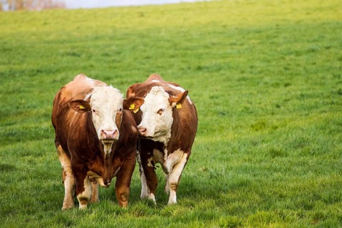 Brown and white dairy cows, calwes and bulls in pasture