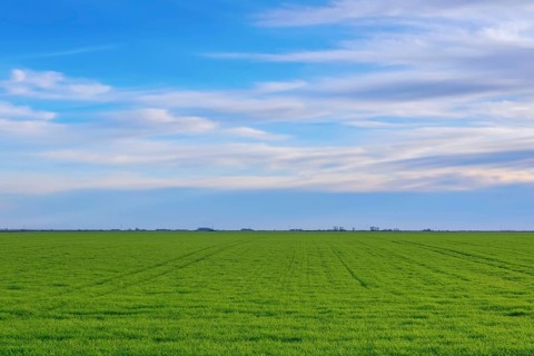 Young Wheat, Green Wheat Seedlings growing in a field