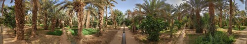 Walking through the Igrane garden near Merzouga, a typical agricultural oasis with small canals,